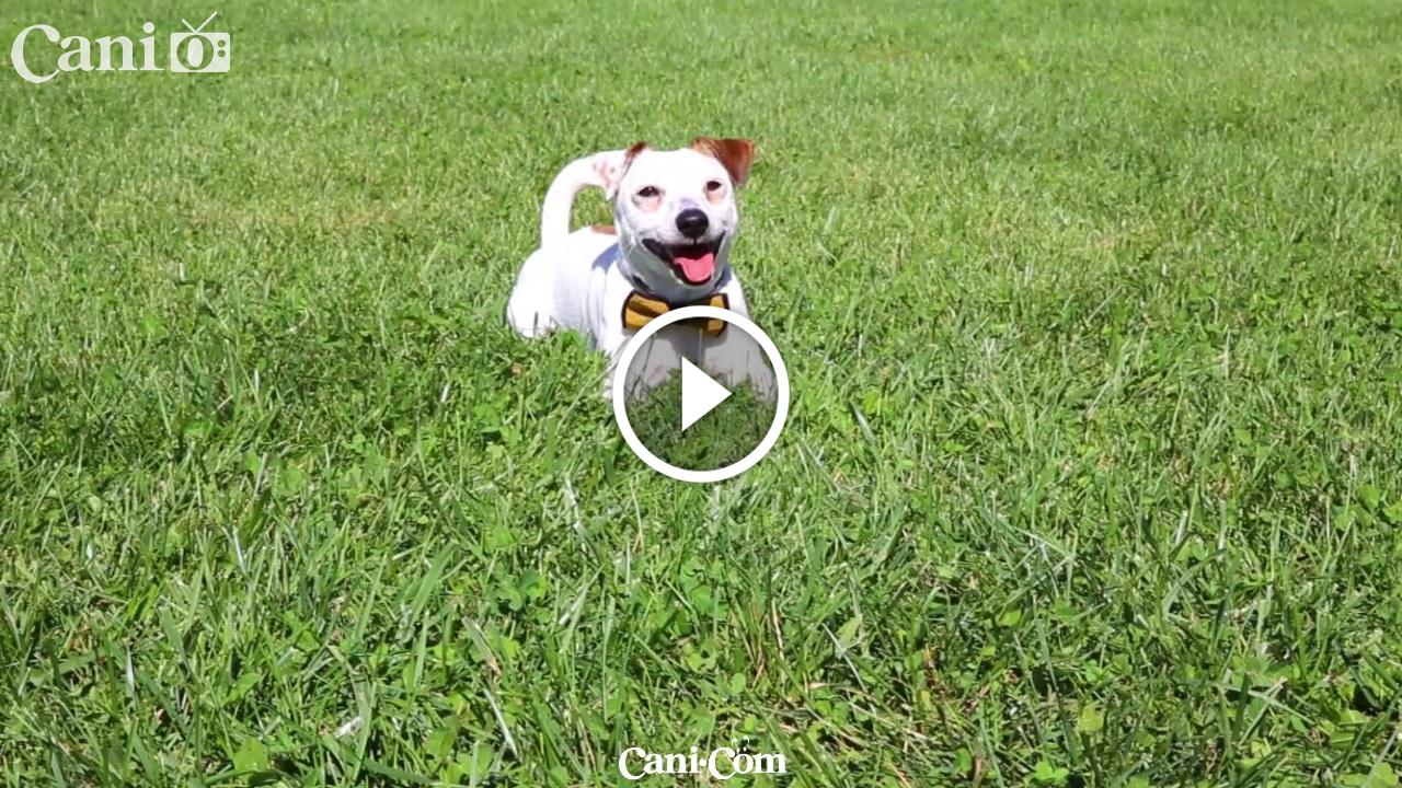 Video Caratteristiche razza Jack Russel Terrier