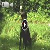 Video Avete mai visto un cane afferrare al volo una pallina in slow motion?