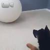 Video Una palla gigante