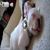 Video Un dolce Cucciolo nel mondo...dei Sogni!