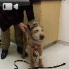 Video Irish Terrier rivede i suoi padroni, dopo un'operazione agli occhi