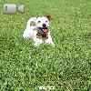 Video Caratteristiche razza Jack Russel Terrier