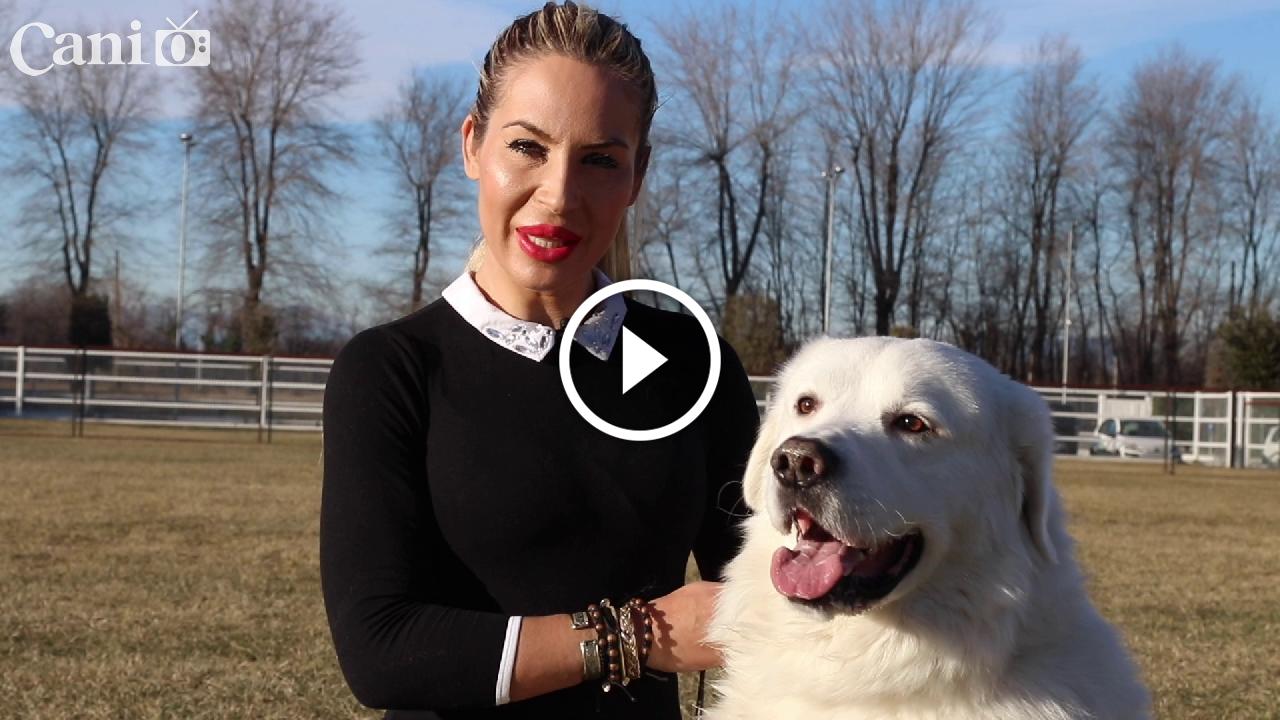 Caratteristiche Video Cane Pastore Maremmano Abruzzese