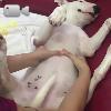 Video Il cane malato si gode un massaggio dalla padrona