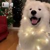 Video Il cane che ama il Natale: quello che riesce a fare a ritmo di musica è incredibile