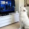Video Guarda Il Cartone In Tv: La Reazione Del Cane È Dolcissima