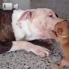Video Cucciolo di Chihuahua sfida il grosso Bulldog