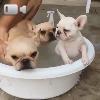 Video Il bagnetto in compagnia per questi cuccioli!