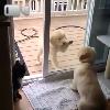Video Questo cane crede che la finestra sia chiusa ma in realtà è aperta!