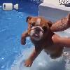 Video Guardate come Nuoto!