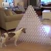 Video Cane Vs Piramide di Bottiglie