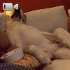Video La pigrizia fatta cane