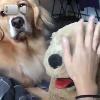 Video Il Cane più geloso del mondo
