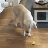 Video Cucciolo VS limone