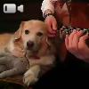 Video Il padrone suona per il suo cane
