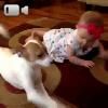 Video Il cane insegna a gattonare alla bimba