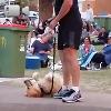 Video Cane giocherellone, se le inventa tutte per non lasciare il parco!