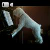 Video Cane canta e suona il pianoforte