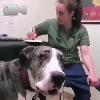 Video Reazione Inaspettata Del Cane Dal Veterinario