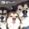 Video Il Trio Di Cani 