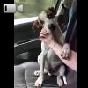Video Donna Salava Cane Denutrito Dalla Strada, La Reazione Del Cane È Commovente 