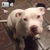 Video Pitbull Evita La Punizione Usando La Tattica Degli Occhi Dolci