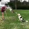 Video Cane Prodigio Nel Salto Della Corda