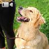 Video Caratteristiche Razza Golden Retriever