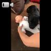 Video Cagnolina Protegge Il Piccolo Di Casa