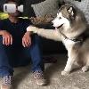 Video Il Cane Vuole Essere Accarezzato: La Scena È Dolcissima