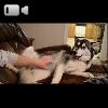 Video Coccole A Comando Per Questo Siberian Husky