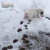 Video Cucciolo vede la neve per la prima volta