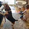 Video Il cane suona il pianoforte e la bimba balla