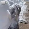 Video Simpatico Bulldog Alle Prese Con La Neve!