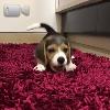 Video Un Cucciolo Di Beagle Stupendo!