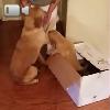 Video Un Regalo A 4 Zampe Per Il Cane Di Casa